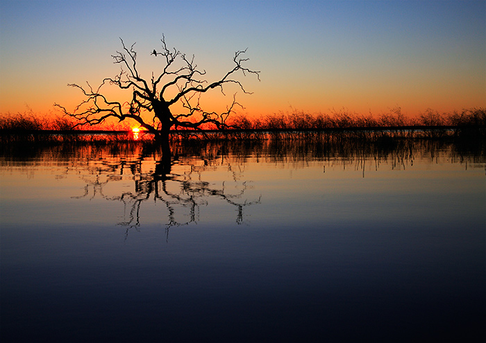 image, Dawn Sentinel, Whistling Kite in the skeleton of a dead tree reflected in the still water  waits for the sun to rise